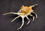 Silver-Plated Oranger Spider Seashell - Lambis Crotata - (1 Shell approx. 4+ inches) One orange and white spider conch with silver plated decoration. Copyright 2024 SeaShellSupply.com