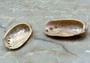Polished Red Abalone Seashell Haliotis Rufescens (2 shells approx. 1.5+ inches) Polished sea shell amazing for arts & crafts or décor! Brown ombre polished shells. Copy right 2024 SeaShellSupply.com