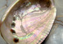Polished Red Abalone Seashell Haliotis Rufescens (2 shells approx. 1.5+ inches) Polished sea shell amazing for arts & crafts or décor! Brown ombre polished shells. Copy right 2024 SeaShellSupply.com