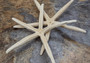 Finger Starfish Cream Linckia Laevigata (2 stars approx. 10-11+ inches) Perfect shells for coastal crafting décor & collections! Long tan textured starfish, perfect for crafting. Copyright 2024 SeaShellSupply.com