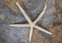 Finger Starfish Cream - Linckia Laevigata - (2 stars approx. 10-12 inches)