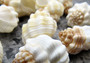 Nutmeg Snail Seashells Cancellara Undulata (15 shells approx. 1+ inches) Adorable shells for any coastal collection or display!