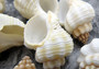 Nutmeg Snail Shells - Cancellara Undulata - (15 shells approx. 1 -1.5 inches)