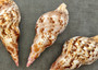 Caribbean Triton Seashell Charonia Tritonis (1 shell approx. 6+ inches) Great shells for coastal crafting décor & collections! Copyright 2025 SeaShellSupply.com.