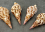 Caribbean Triton Seashell Charonia Tritonis (1 shell approx. 6+ inches) Great shells for coastal crafting décor & collections! Copyright 2025 SeaShellSupply.com.