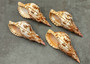 Caribbean Triton Seashell Charonia Tritonis (1 shell approx. 6+ inches) Great shells for coastal crafting décor & collections! Copyright 2025 SeaShellSupply.com.