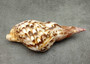 Caribbean Triton Seashell Charonia Tritonis (1 shell approx. 6+ inches) Great shells for coastal crafting décor & collections! Copyright 2025 SeaShellSupply.com.