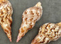 Caribbean Triton Seashell Charonia Tritonis (1 shell approx. 6+ inches) Great shells for coastal crafting décor & collections! Copyright 2025 SeaShellSupply.com.