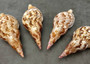 Caribbean Triton Seashell Charonia Tritonis (1 shell approx. 6+ inches) Great shells for coastal crafting décor & collections! Copyright 2025 SeaShellSupply.com.