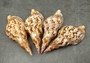 Caribbean Triton Seashell Charonia Tritonis (1 shell approx. 6+ inches) Great shells for coastal crafting décor & collections! Copyright 2025 SeaShellSupply.com.