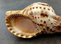 Caribbean Triton Seashell Charonia Tritonis (1 shell approx. 6+ inches) Great shells for coastal crafting décor & collections! Copyright 2025 SeaShellSupply.com.