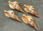 Caribbean Triton Seashell Charonia Tritonis (1 shell approx. 6+ inches) Great shells for coastal crafting décor & collections! Copyright 2025 SeaShellSupply.com.