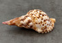 Caribbean Triton Seashell - Charonia Tritonis - (1 shell approx. 6-7 inches)  One brown and white spiral ribbed shell with medium opening. Copyright 2022 SeaShellSupply.com.