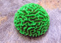 Green FAUX Brain Coral - Meandrina Meandrites - (1 FAKE Coral approx. 3Wx4Dx3T inches). Bright green round coral with maze like grooves. Copyright 2022 SeaShellSupply.com.

