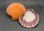 Orange Lion\'s Paw Scallop - Pecten Subnodosus - (2 scallops approx. 4-6 inches) - B GRADE. Bright orange on scallop on dark background. Copyright 2022 SeaShellSupply.com.