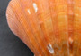 Orange Lion\'s Paw Scallop - Pecten Subnodosus - (2 scallops approx. 4-6 inches) - B GRADE. Bright orange on scallop on dark background. Copyright 2022 SeaShellSupply.com.