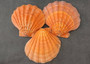 Orange Lion\'s Paw Scallop - Pecten Subnodosus - (2 scallops approx. 4-6 inches) - B GRADE. Bright orange on scallop on dark background. Copyright 2022 SeaShellSupply.com.