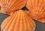 Orange Lion\'s Paw Scallop - Pecten Subnodosus - (2 scallops approx. 4-6 inches) - B GRADE. Bright orange on scallop on dark background. Copyright 2022 SeaShellSupply.com.