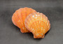 Orange Lion's Paw Scallop - Pecten Subnodosus - (2 scallops approx. 4-6 inches) - B GRADE. Bright orange on scallop on dark background. Copyright 2022 SeaShellSupply.com.