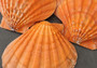 Orange Lion's Paw Scallop - Pecten Subnodosus - (2 scallops approx. 4-6 inches) - B GRADE. Bright orange on scallop on dark background. Copyright 2022 SeaShellSupply.com.