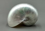 Pearlized Nautilus Polished Seashell - Nautilus Pompilius - (1 shell approx. 2-3 inches) on dark background. Copyright 2022 SeaShellSupply.com.