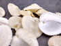 Heart Cockle \'True Heart\' Seashells - Corculum Cardissa - (5 shells approx. 1-2 inches). Multiple white heart shaped ribbed shells.