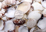 Speckled White Clam Shells - Clycymeris Pectunculus - (approx. 40-50 shells .75-1.5 inches) on dark grey background.  Copyright 2025 SeaShellSupply.com.