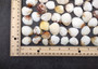 Speckled White Clam Shells - Clycymeris Pectunculus - (approx. 40-50 shells .75-1.5 inches) on dark grey background.  Copyright 2025 SeaShellSupply.com.