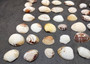 Speckled White Clam Shells - Clycymeris Pectunculus - (approx. 40-50 shells .75-1.5 inches) on dark grey background.  Copyright 2025 SeaShellSupply.com.