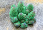 Green FAUX Finger Staghorn Coral - Acropora Humilis - (1 FAKE Coral approx. 2Wx3Dx2T inches) on light stone background.  Copyright 2022 SeaShellSupply.com.

