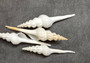 Distaff Spindle Seashells - Fusinus Colus - (4 shells approx. 3-4 inches) on dark slate grey background.  Copyright 2024 SeaShellSupply.com.