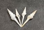 Distaff Spindle Seashells White Fusinus Colus (4 shells approx. 3+ inches) White Spiral Distaff Spindle Shells for coastal arts & crafts!