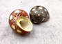 Spotted Turbo Seashell - Turbo Petholatus - (2 shells approx. 2 inches) on light grey background.   Copyright 2025 SeaShellSupply.com.\n