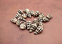 Small Hebrew Cone Seashells - Conus Ebraeus - (5 shells approx. .75-1 inches) White shells with black spots in a pile. Copyright 2025 SeaShellSupply.com.