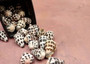 Small Hebrew Cone Seashells - Conus Ebraeus - (5 shells approx. .75-1 inches) White shells with black spots in a pile. Copyright 2025 SeaShellSupply.com.