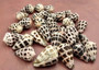 Small Hebrew Cone Seashells - Conus Ebraeus - (5 shells approx. .75-1 inches) White shells with black spots in a pile. Copyright 2025 SeaShellSupply.com.
