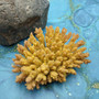 Yellow Stony Coral FAUX Coral Acropora Millepora (1 FAKE Coral approx. 2Tx4Wx3D inches) Neat coral for any coastal display or crafting! Copyright 2026 SeaShellSupply.com.