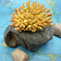 Yellow Stony Coral FAUX Coral Acropora Millepora (1 FAKE Coral approx. 2Tx4Wx3D inches) Neat coral for any coastal display or crafting! Copyright 2026 SeaShellSupply.com.