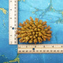 Yellow Stony Coral FAUX Coral Acropora Millepora (1 FAKE Coral approx. 2Tx4Wx3D inches) Neat coral for any coastal display or crafting! Copyright 2026 SeaShellSupply.com.