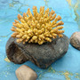 Yellow Stony Coral FAUX Coral Acropora Millepora (1 FAKE Coral approx. 2Tx4Wx3D inches) Neat coral for any coastal display or crafting! Copyright 2026 SeaShellSupply.com.