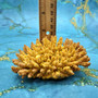 Yellow Stony Coral FAUX Coral Acropora Millepora (1 FAKE Coral approx. 2Tx4Wx3D inches) Neat coral for any coastal display or crafting! Copyright 2026 SeaShellSupply.com
