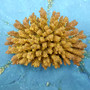 Yellow Stony Coral FAUX Coral Acropora Millepora (1 FAKE Coral approx. 2Tx4Wx3D inches) Neat coral for any coastal display or crafting! Copyright 2026 SeaShellSupply.com