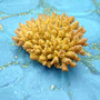 Yellow Stony Coral FAUX Coral Acropora Millepora (1 FAKE Coral approx. 2Tx4Wx3D inches) Neat coral for any coastal display or crafting! Copyright 2026 SeaShellSupply.com