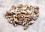 Dark Olive Seashell Assortment (approx. 1 kilogram 65+ shells 2+ inches) Bulk Assorted Dark Olive Shells for coastal crafting & decoration! Copyright 2025 SeaShellSupply.com.