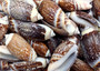 Dark Olive Seashell Assortment (approx. 1 kilogram 65+ shells 2+ inches) Bulk Assorted Dark Olive Shells for coastal crafting & decoration! Copyright 2025 SeaShellSupply.com.