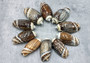 Dark Olive Seashell Assortment (approx. 1 kilogram 65+ shells 2+ inches) Bulk Assorted Dark Olive Shells for coastal crafting & decoration! Copyright 2025 SeaShellSupply.com.