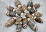 Dark Olive Seashell Assortment (approx. 1 kilogram 65+ shells 2+ inches) Bulk Assorted Dark Olive Shells for coastal crafting & decoration! Copyright 2025 SeaShellSupply.com.\n