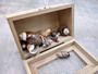 Dark Olive Seashell Assortment (approx. 1 kilogram 65+ shells 2+ inches) Bulk Assorted Dark Olive Shells for coastal crafting & decoration! Copyright 2025 SeaShellSupply.com.