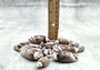 Dark Olive Seashell Assortment (approx. 1 kilogram 65+ shells 2+ inches) Bulk Assorted Dark Olive Shells for coastal crafting & decoration! Copyright 2025 SeaShellSupply.com.