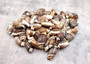 Dark Olive Seashell Assortment (approx. 1 kilogram 65+ shells 2+ inches) Bulk Assorted Dark Olive Shells for coastal crafting & decoration! Copyright 2025 SeaShellSupply.com.
